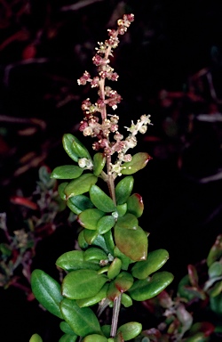 APII jpeg image of Rhagodia candolleana subsp. candolleana  © contact APII