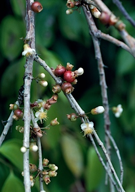 APII jpeg image of Rhodamnia spongiosa  © contact APII