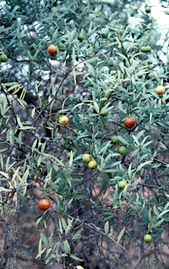 APII jpeg image of Santalum spicatum  © contact APII