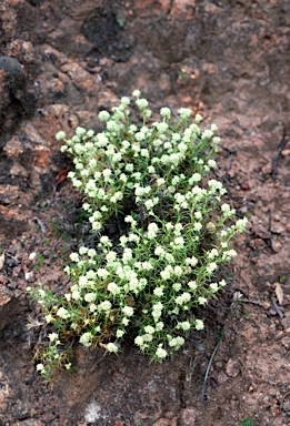 APII jpeg image of Scleranthus diander  © contact APII