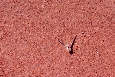 APII jpeg image of Sclerolaena glabra  © contact APII