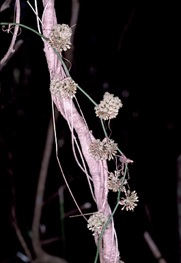 APII jpeg image of Smilax australis  © contact APII