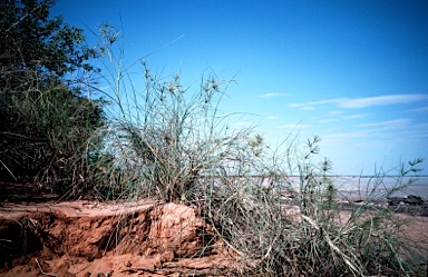 APII jpeg image of Spinifex longifolius  © contact APII