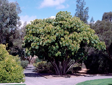 APII jpeg image of Schefflera actinophylla  © contact APII