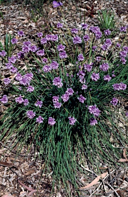 APII jpeg image of Sowerbaea juncea  © contact APII