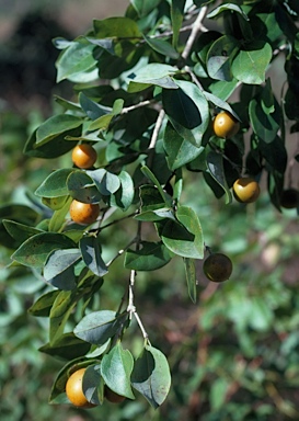 APII jpeg image of Strychnos lucida  © contact APII