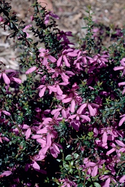 APII jpeg image of Tetratheca thymifolia  © contact APII