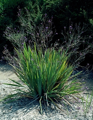 APII jpeg image of Thelionema grande  © contact APII