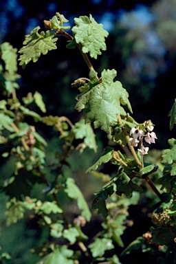 APII jpeg image of Thomasia foliosa  © contact APII