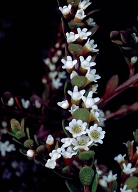 APII jpeg image of Thryptomene micrantha  © contact APII