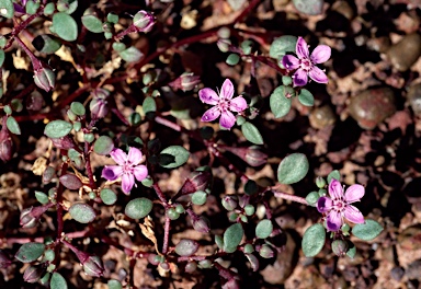 APII jpeg image of Trianthema oxycalyptrum var. oxycalyptrum  © contact APII