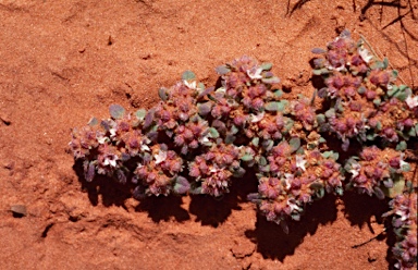 APII jpeg image of Trianthema pilosum  © contact APII