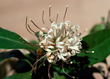 APII jpeg image of Triunia youngiana  © contact APII