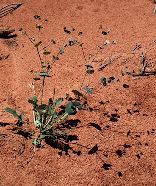 APII jpeg image of Goodenia connata  © contact APII