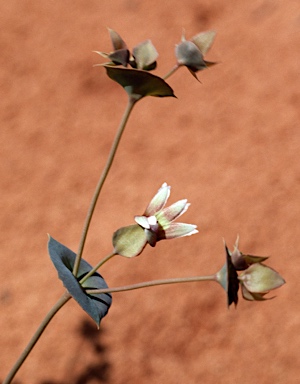 APII jpeg image of Goodenia connata  © contact APII