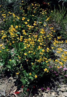 APII jpeg image of Goodenia brendannarum  © contact APII