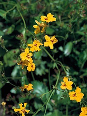 APII jpeg image of Goodenia brendannarum  © contact APII