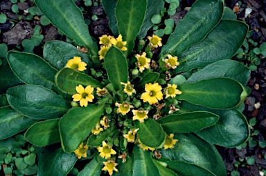 APII jpeg image of Goodenia montana  © contact APII