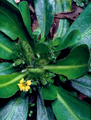 APII jpeg image of Goodenia montana  © contact APII