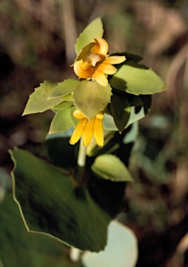 APII jpeg image of Goodenia panduriformis  © contact APII