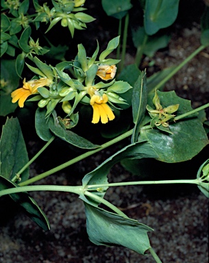 APII jpeg image of Goodenia panduriformis  © contact APII