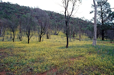 APII jpeg image of Goodenia paradoxa  © contact APII