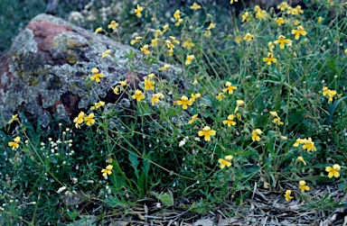 APII jpeg image of Goodenia paradoxa  © contact APII