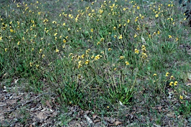 APII jpeg image of Goodenia paradoxa  © contact APII