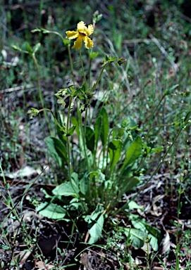 APII jpeg image of Goodenia paradoxa  © contact APII