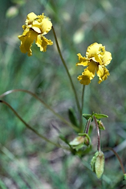 APII jpeg image of Goodenia paradoxa  © contact APII