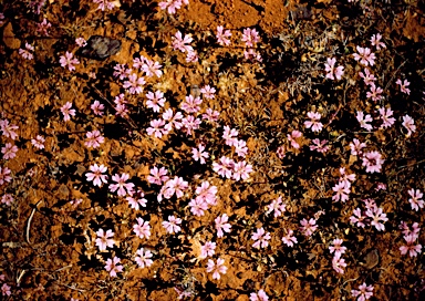 APII jpeg image of Goodenia rosea  © contact APII