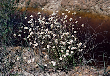 APII jpeg image of Goodenia trinervis  © contact APII