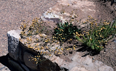 APII jpeg image of Goodenia trinervis  © contact APII