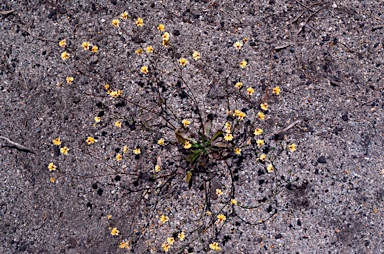 APII jpeg image of Goodenia trinervis  © contact APII