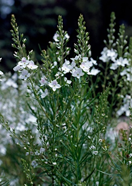 APII jpeg image of Veronica decorosa  © contact APII