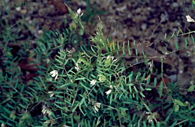 APII jpeg image of Vicia hirsuta  © contact APII