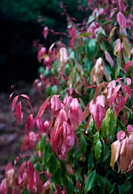 APII jpeg image of Syzygium unipunctatum  © contact APII