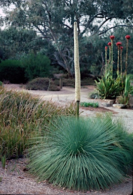 APII jpeg image of Xanthorrhoea glauca subsp. glauca  © contact APII