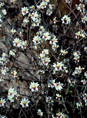 APII jpeg image of Goodenia trinervis  © contact APII