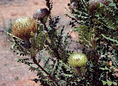 APII jpeg image of Banksia baxteri  © contact APII