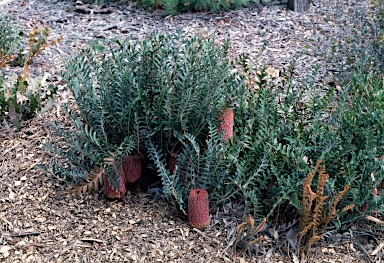 APII jpeg image of Banksia blechnifolia  © contact APII