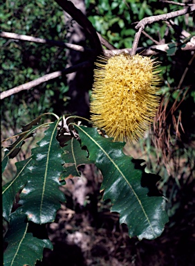 APII jpeg image of Banksia dentata  © contact APII