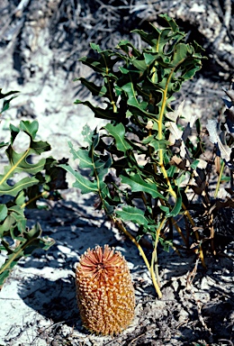 APII jpeg image of Banksia repens  © contact APII