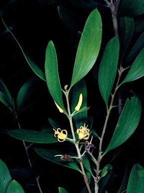 APII jpeg image of Persoonia amaliae  © contact APII