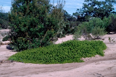 APII jpeg image of Persoonia chamaepitys  © contact APII