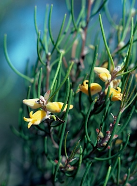 APII jpeg image of Persoonia teretifolia  © contact APII