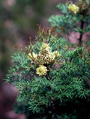 APII jpeg image of Petrophile canescens  © contact APII