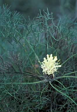 APII jpeg image of Petrophile circinata  © contact APII