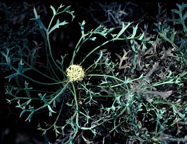 APII jpeg image of Petrophile glauca  © contact APII