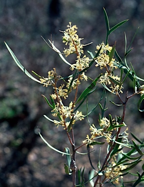 APII jpeg image of Petrophile heterophylla  © contact APII